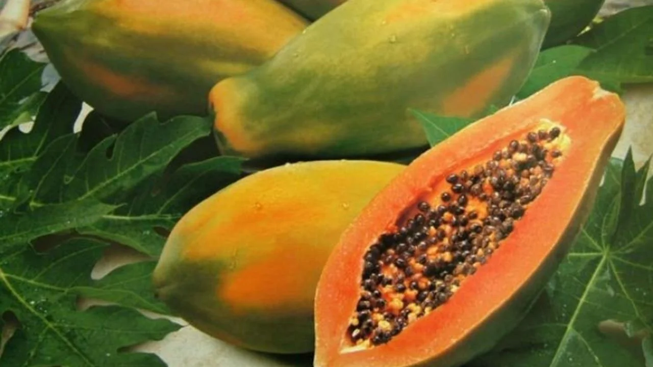 papaya nedir nerede yetisir sonhaberler