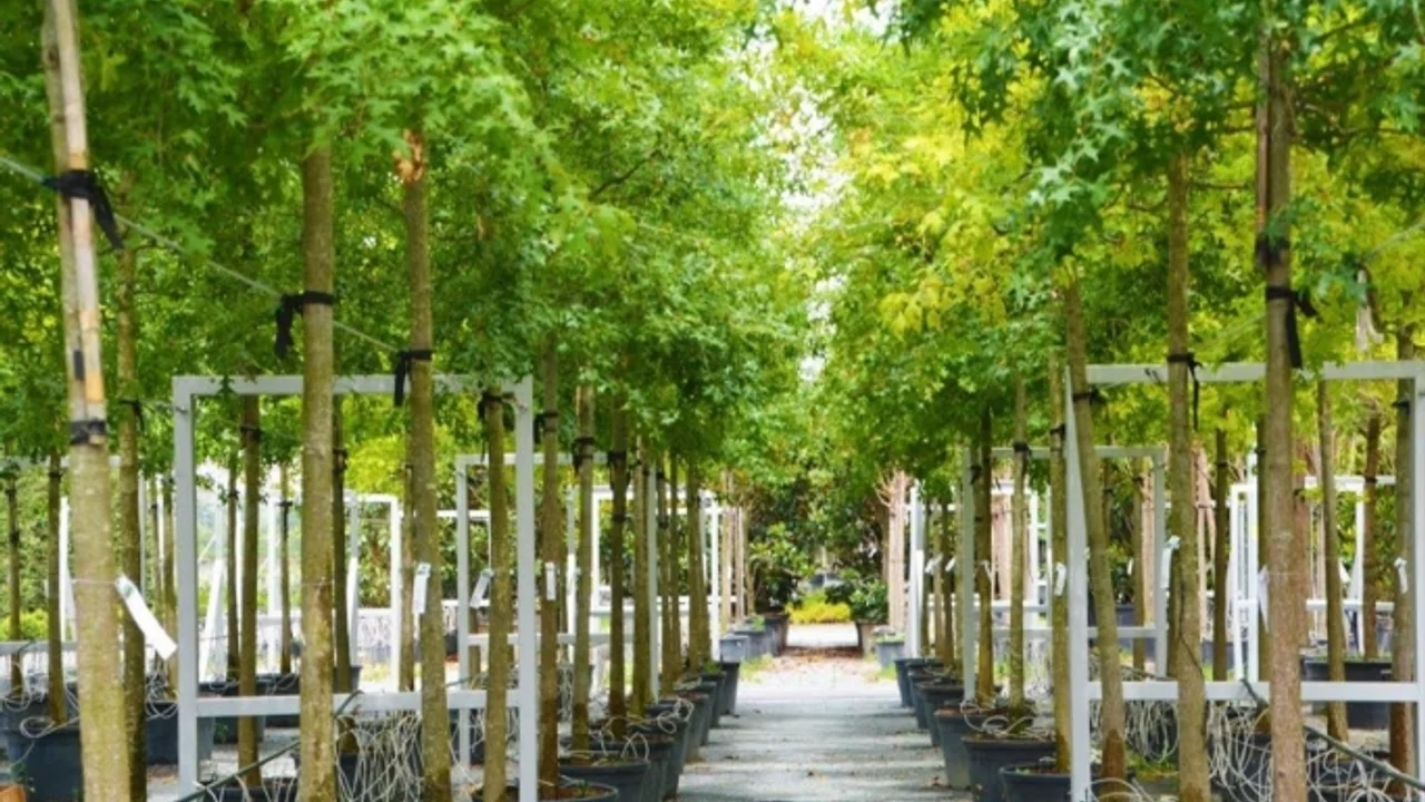 Turkiye Nin En Buyuk Bahce Market I Alibeykoy De Sonhaberler