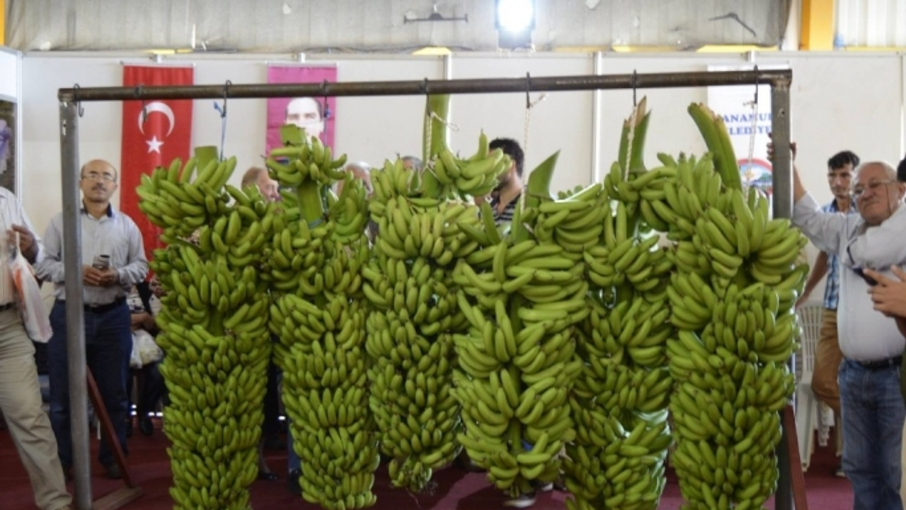 Anamur’da Muz Hevengi yarışması - Son Haberler