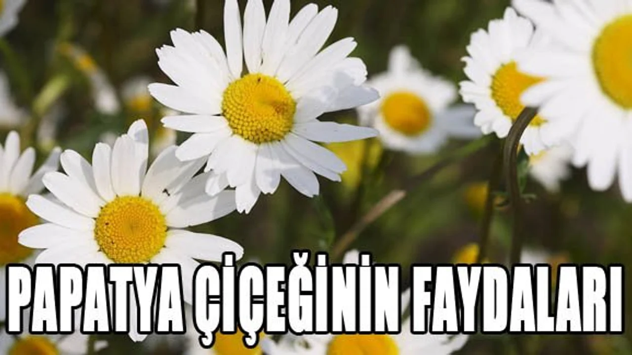 papatya ciceginin faydalari sonhaberler
