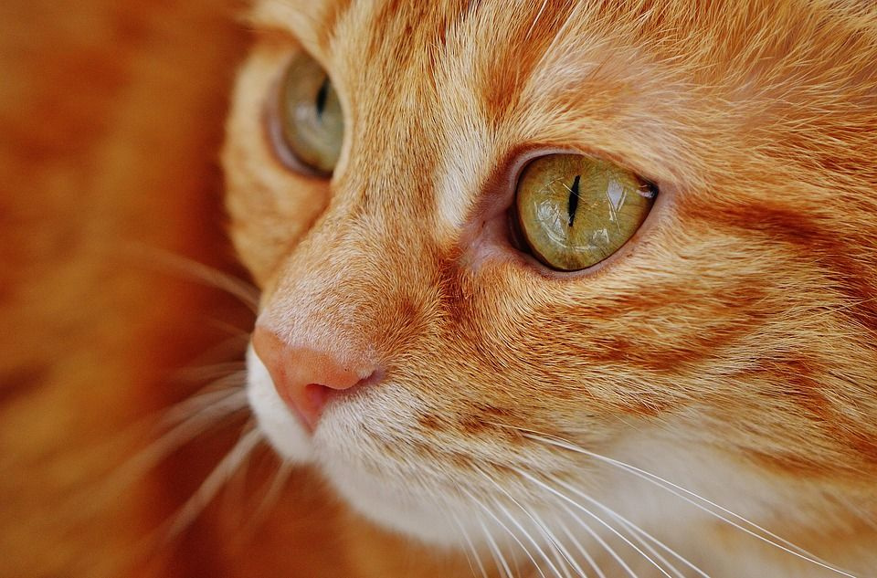 En güzel kedi resimleri SonHaberler