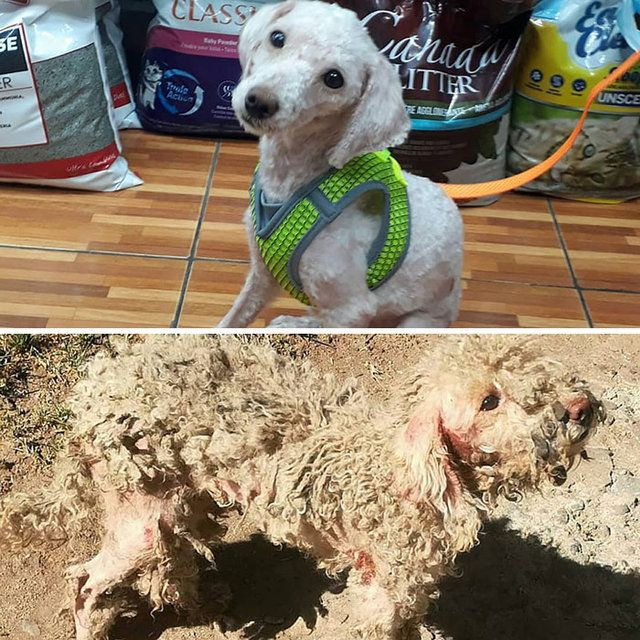 Ölüme terk edilmişlerdi, son halleri duygulandırdı - Sayfa 19
