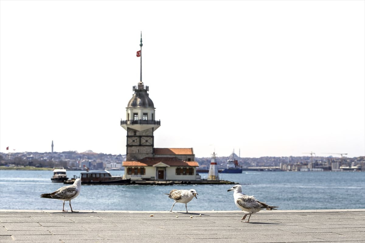 Meydanlar, caddeler, sahiller, kaldırımlar sokak hayvanlarına kaldı - Sayfa 9