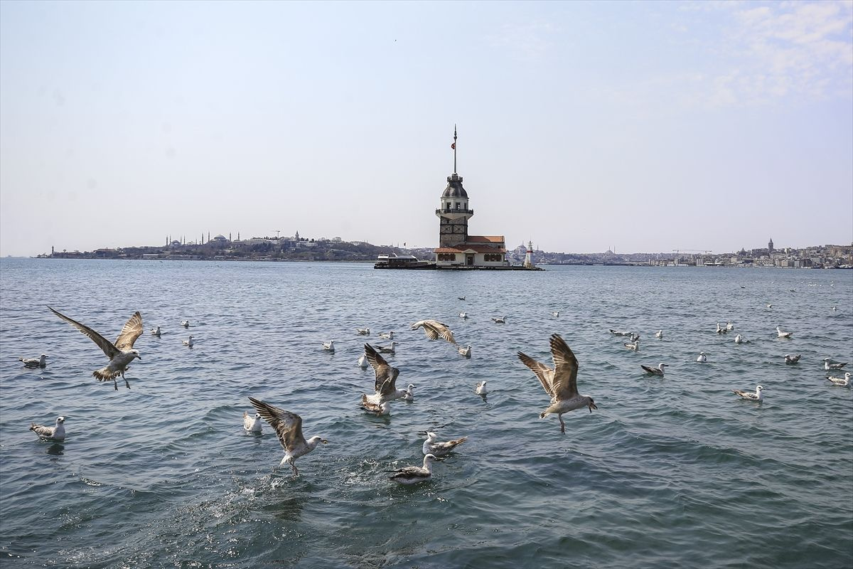 Meydanlar, caddeler, sahiller, kaldırımlar sokak hayvanlarına kaldı - Sayfa 11