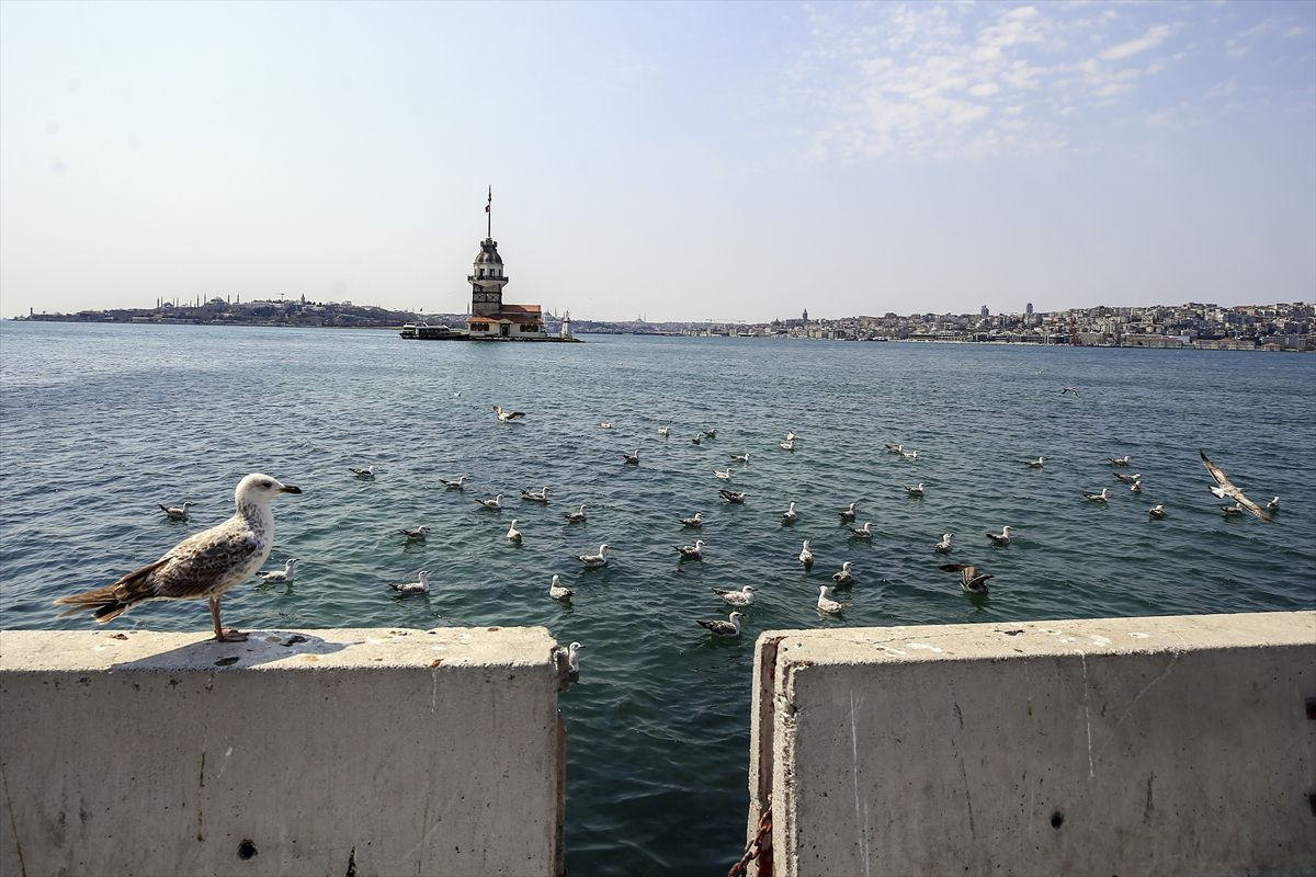 Meydanlar, caddeler, sahiller, kaldırımlar sokak hayvanlarına kaldı - Sayfa 12