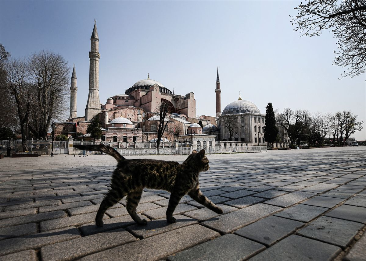 Meydanlar, caddeler, sahiller, kaldırımlar sokak hayvanlarına kaldı - Sayfa 5