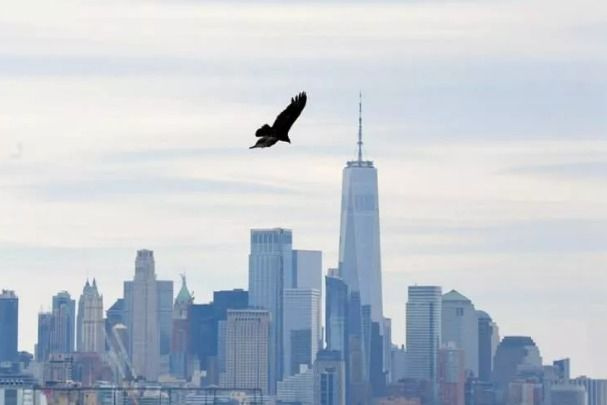 New York semalarında akbabalar gözlendi - Sayfa 10