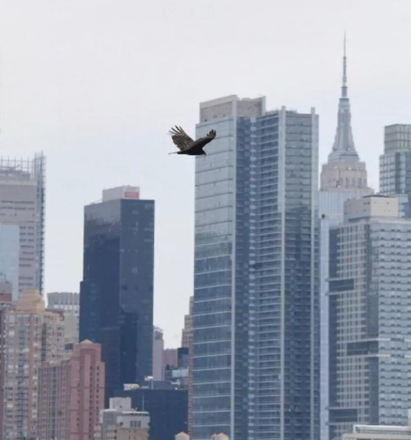 New York semalarında akbabalar gözlendi - Sayfa 11
