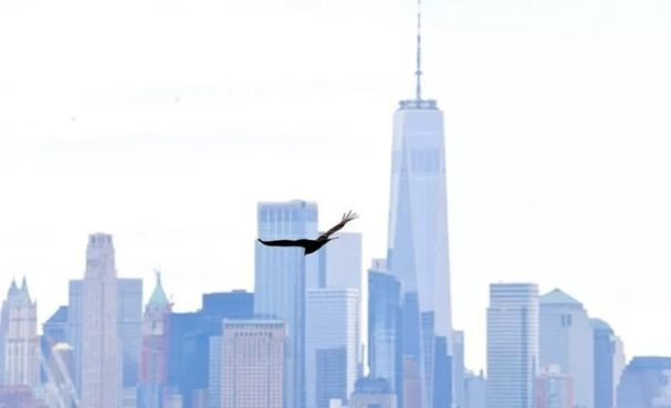 New York semalarında akbabalar gözlendi - Sayfa 8
