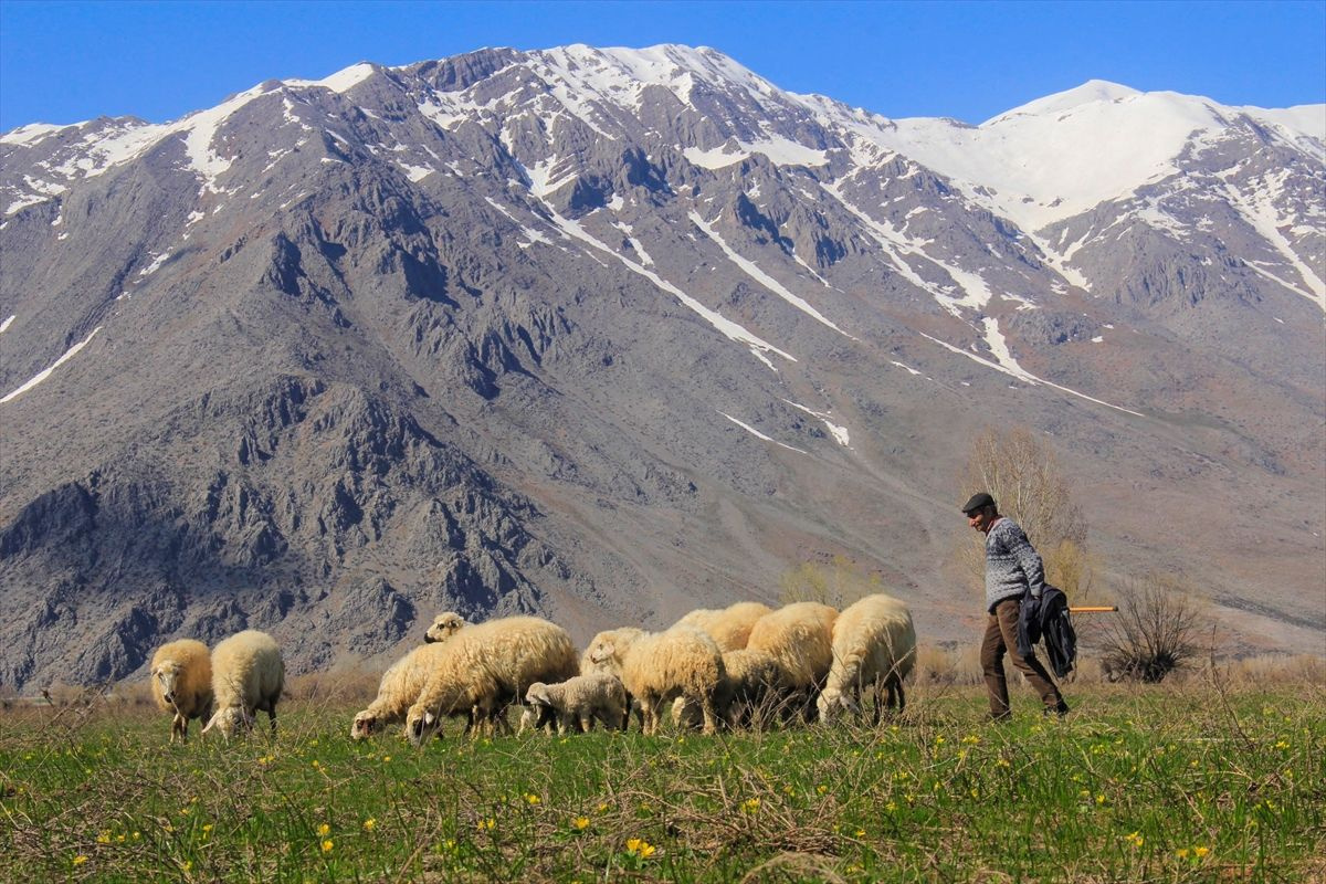 Tunceli Ovacık'ta aynı gün: Ovada inekler, dağda ayılar - Sayfa 9