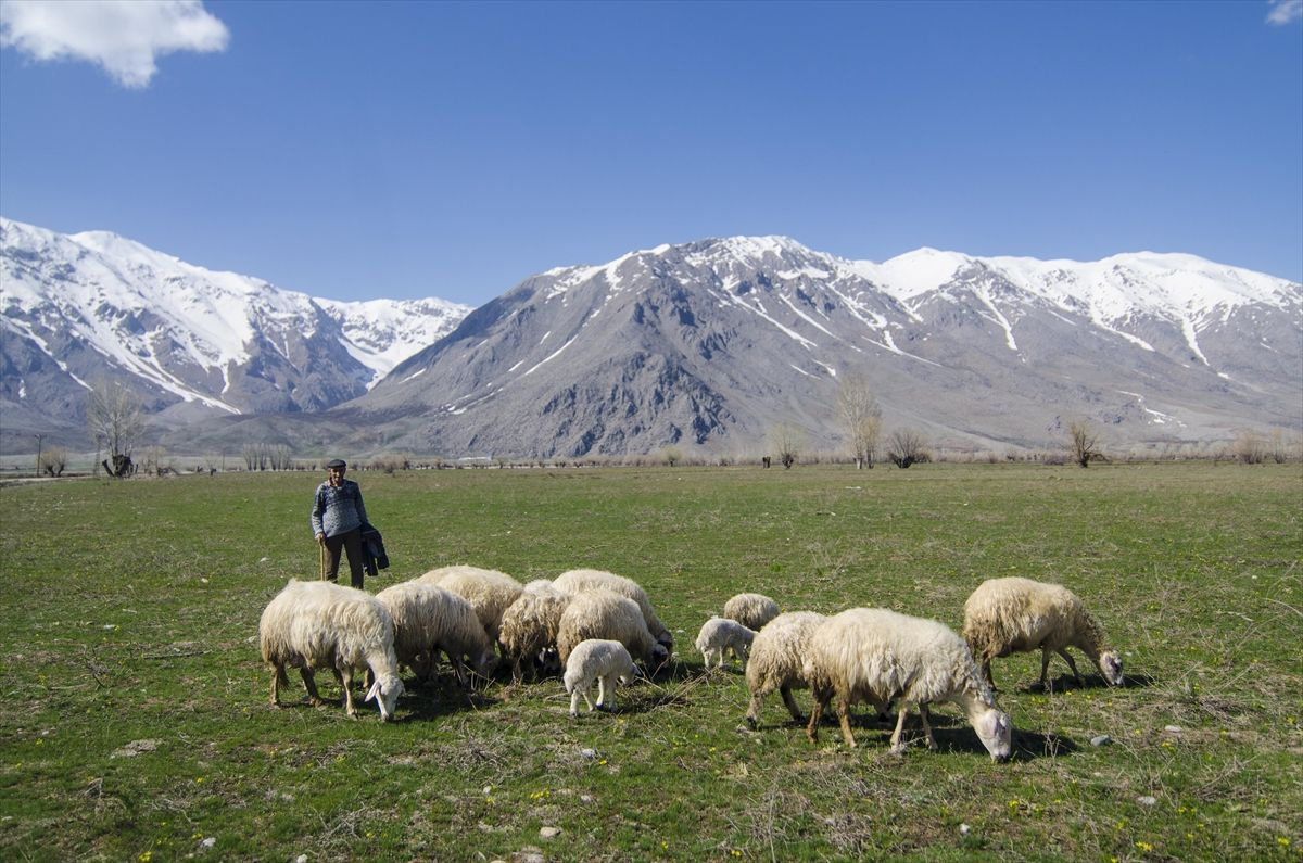 Tunceli Ovacık'ta aynı gün: Ovada inekler, dağda ayılar - Sayfa 7