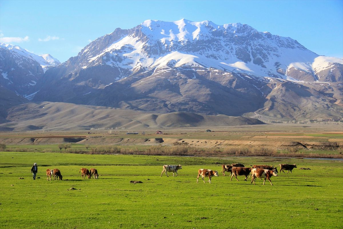 Tunceli Ovacık'ta aynı gün: Ovada inekler, dağda ayılar - Sayfa 8