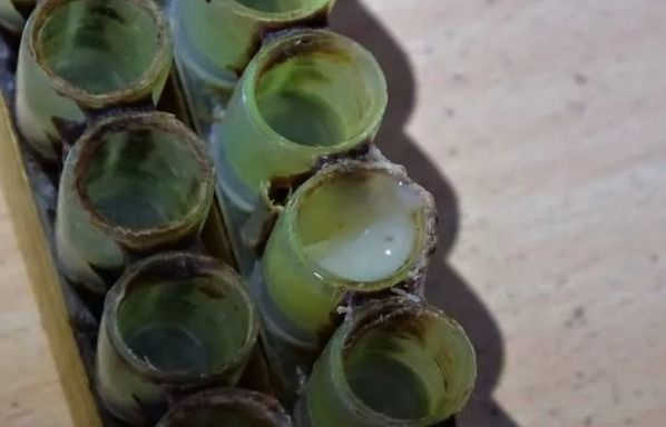 Hasat başladı! Kilosu 7 bin lira - Sayfa 4