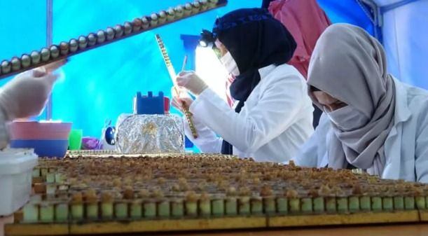 Hasat başladı! Kilosu 7 bin lira - Sayfa 5
