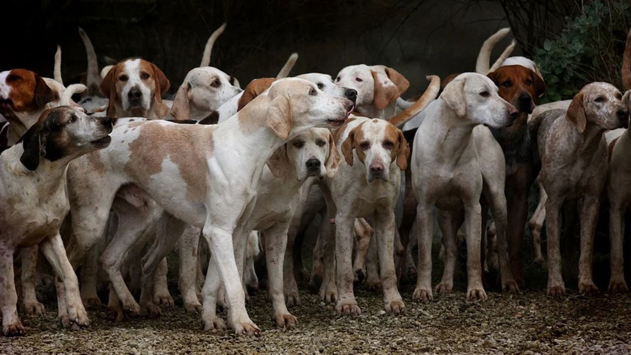 Ezan okununca köpekler neden ulur?