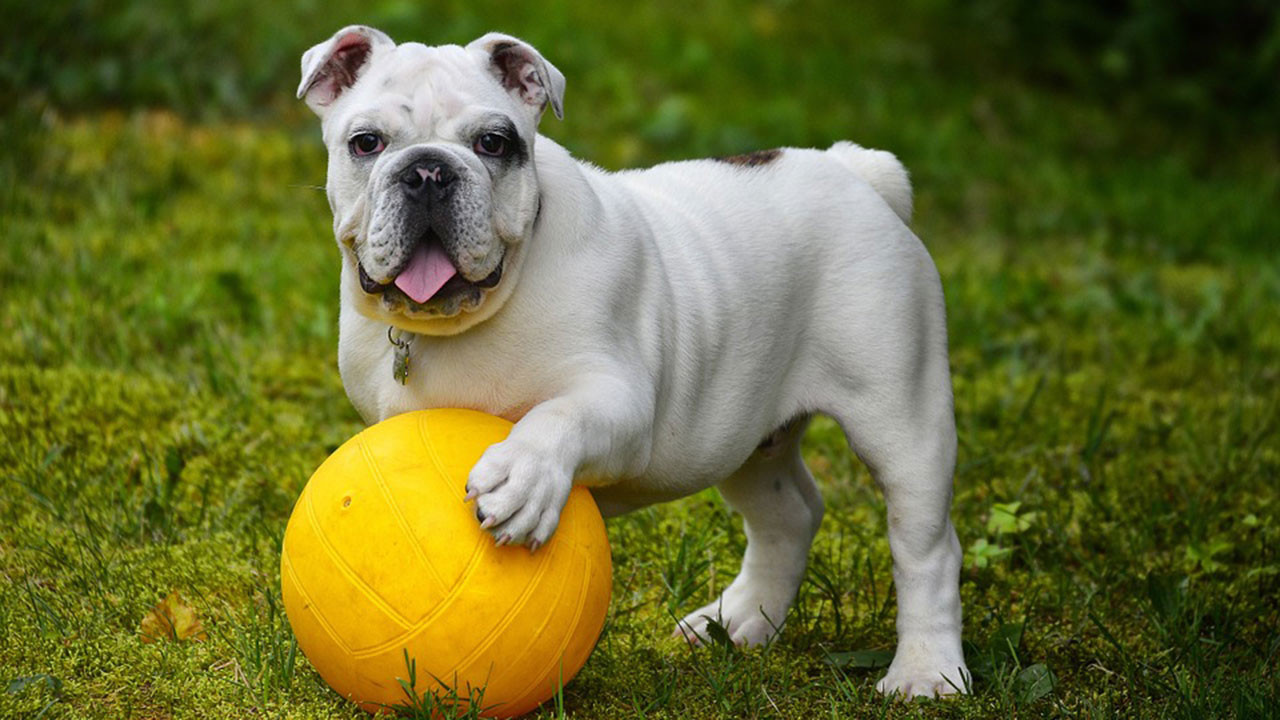 Ezan okununca köpekler neden ulur?