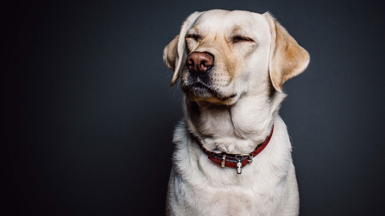 Why do dogs howl when reciting the azan?