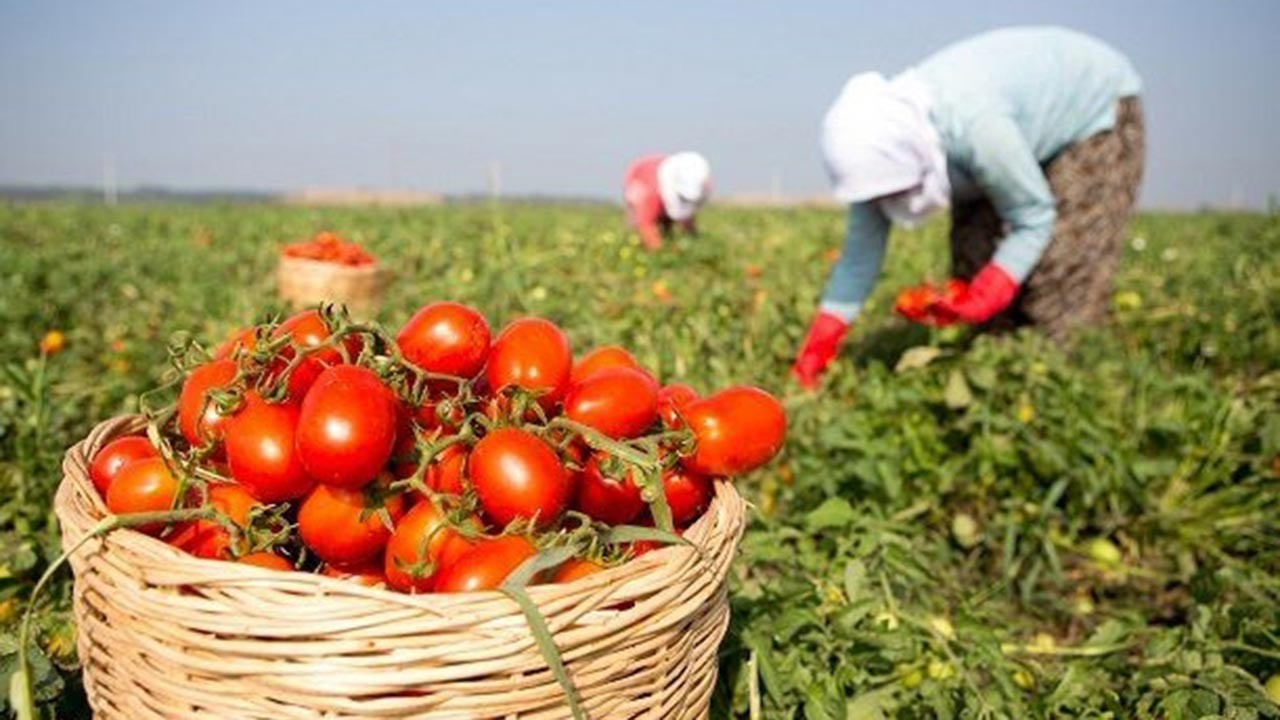 Türkiye tarımsal büyümede Avrupa ikincisi oldu