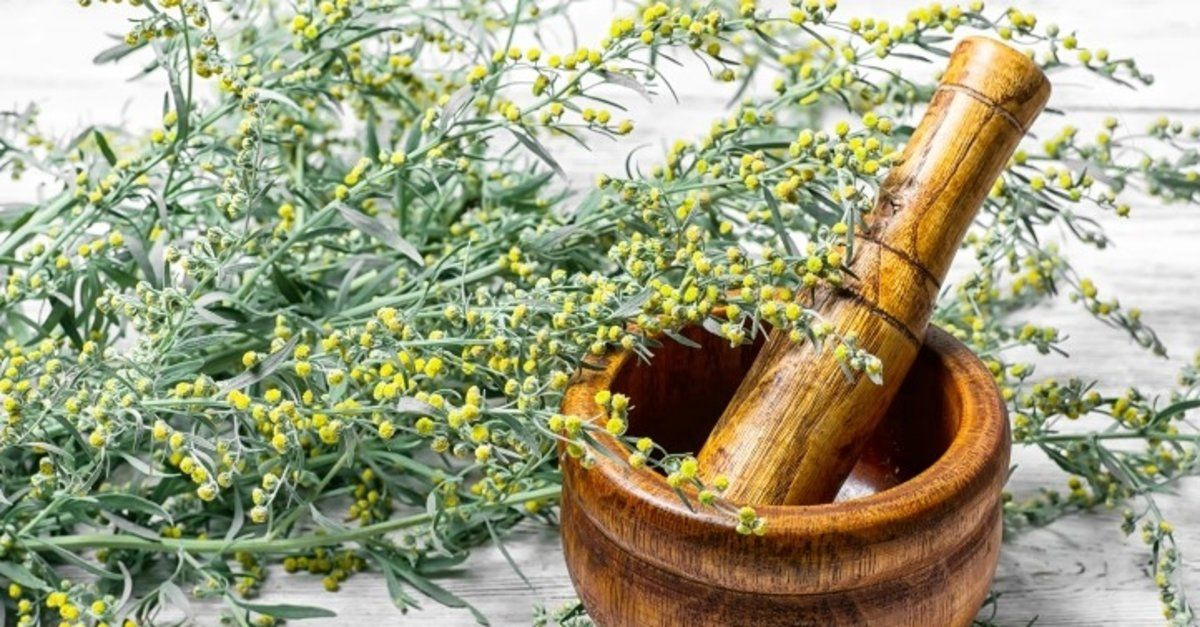 Peygamber süpürgesi otu nedir, faydaları nelerdir? - Sayfa 8