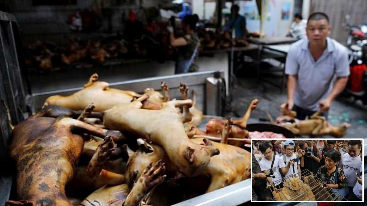 Kovid19'un kaynağı Çin'de köpek eti festivali başladı SonHaberler