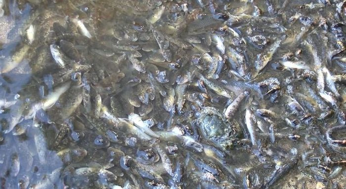 Küçükçekmece Gölü bakımsızlıktan zehirleme yaptı - Sayfa 5
