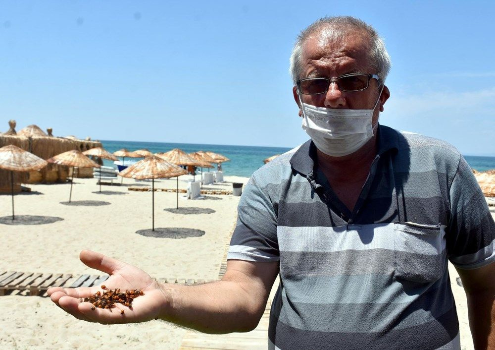 Uğur böceği istilası: Tatilcileri ısırıyorlar - Sayfa 20