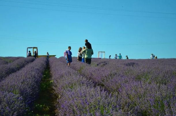 Tekirdağ'daki lavanta tarlalarına yoğun ilgi - Sayfa 6