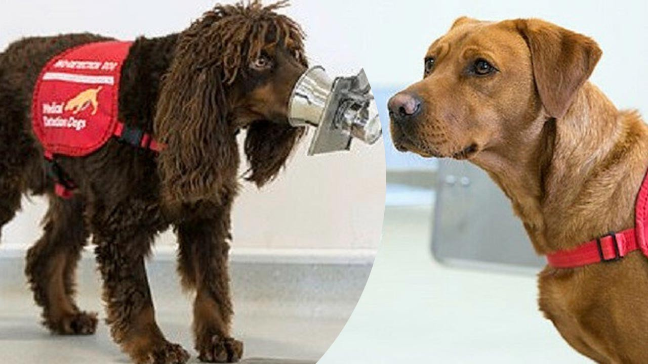 Köpekler koronavirüs bulaşan hastaları anında tespit edebiliyor