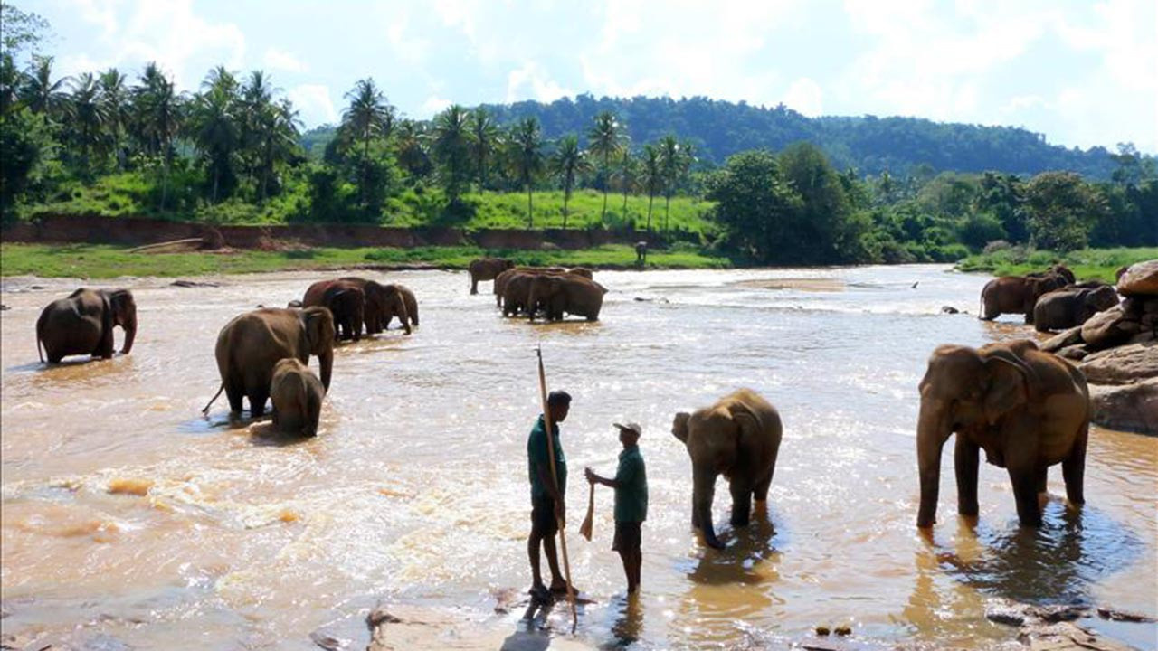 Sri Lanka'da fillerin mesai saatine kısıtlama