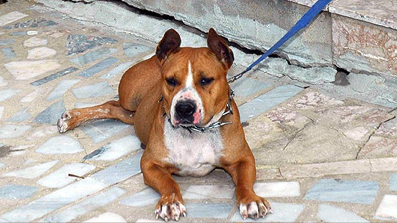 Pitbull köpek yasak mı, neden yasaklandı?