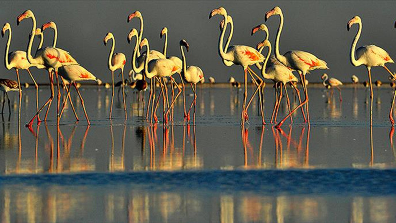 Yapay kuluçka adası flamingoları bekliyor