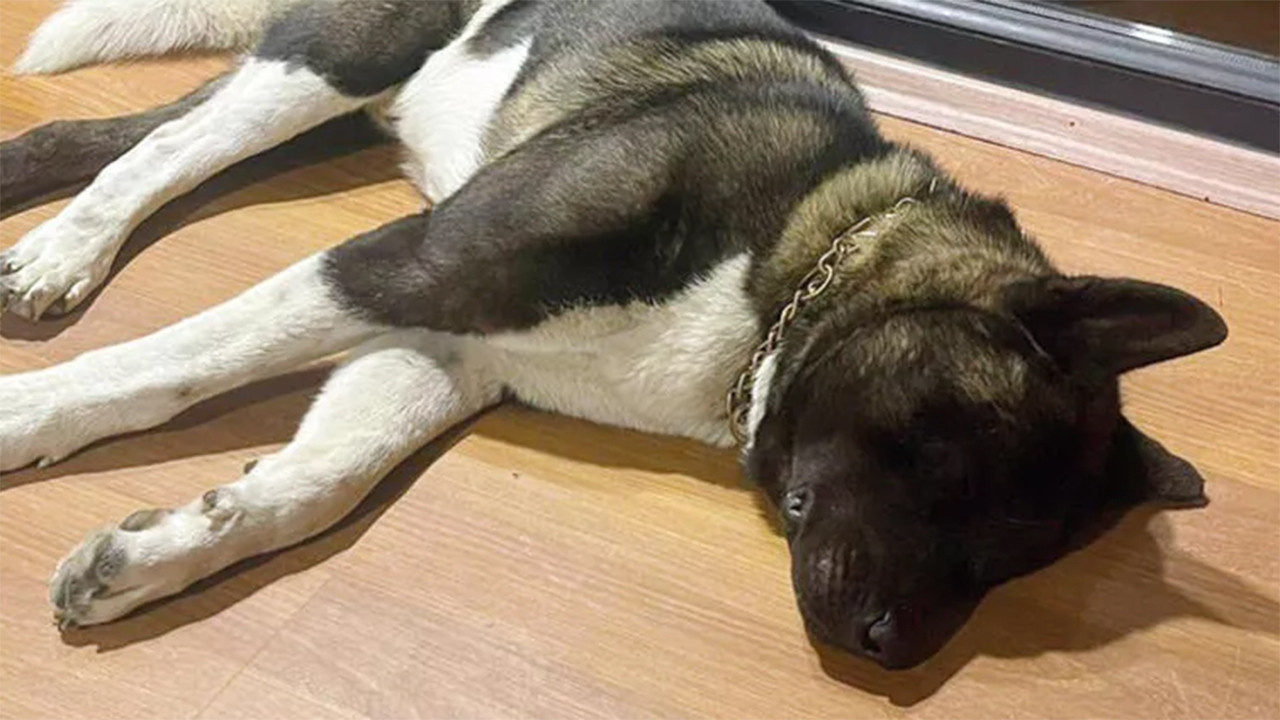 Tuğba Altıntop köpek saldırısında kendini suçladı