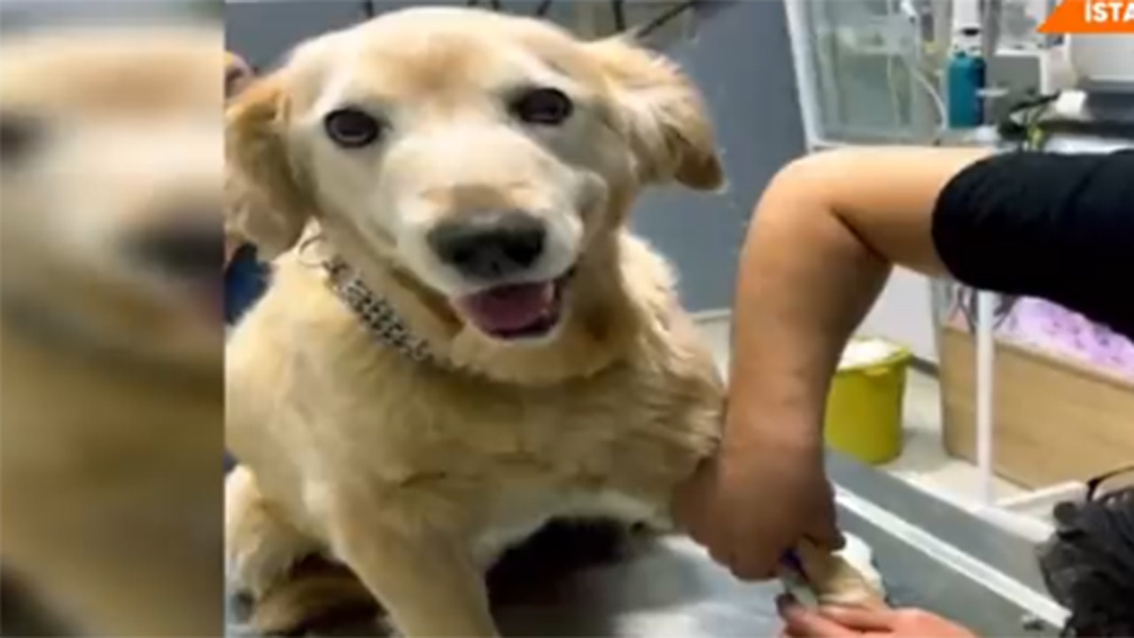 Hera köpek neden öldü Akıllı köpek hera öldü mü