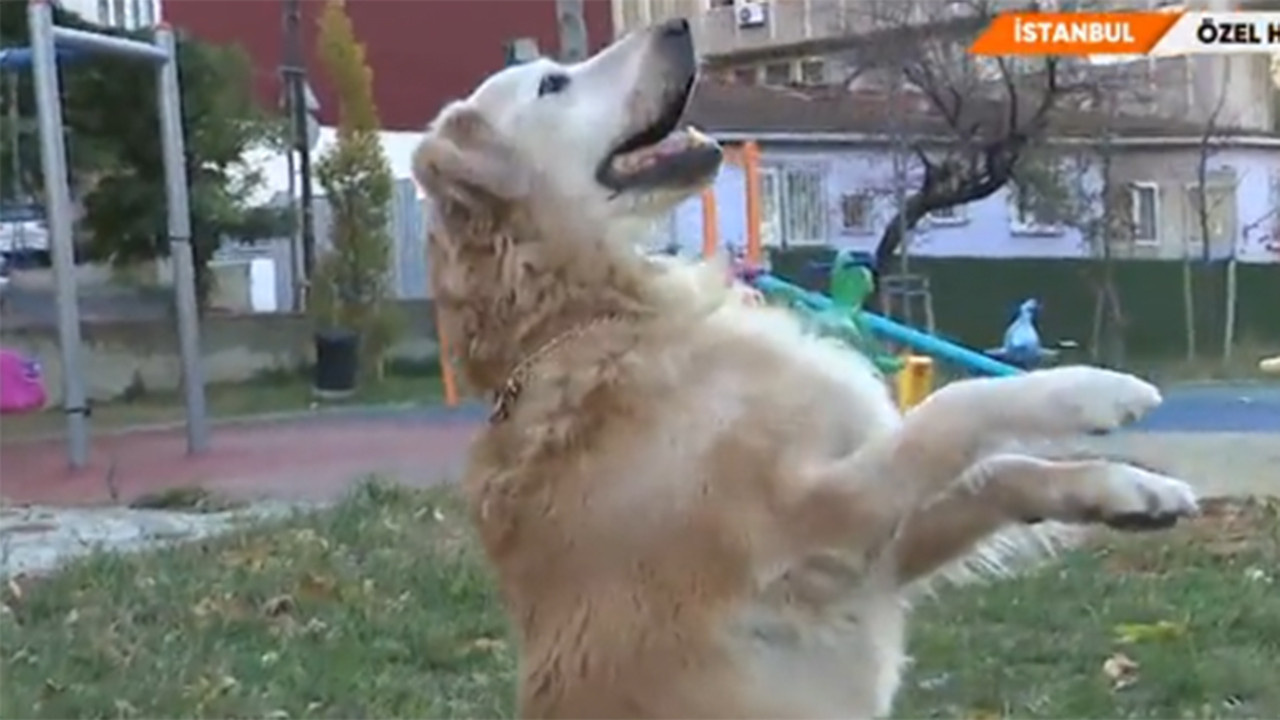 Hera köpek neden öldü Akıllı köpek hera öldü mü