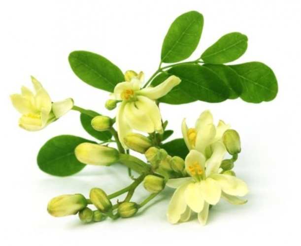 Kansere karşı en faydalı bitki Moringa - Sayfa 3