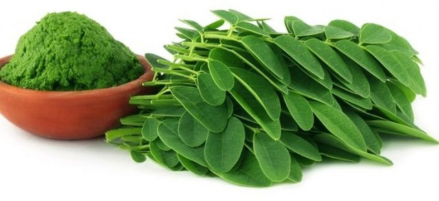 Kansere karşı en faydalı bitki Moringa - Sayfa 4
