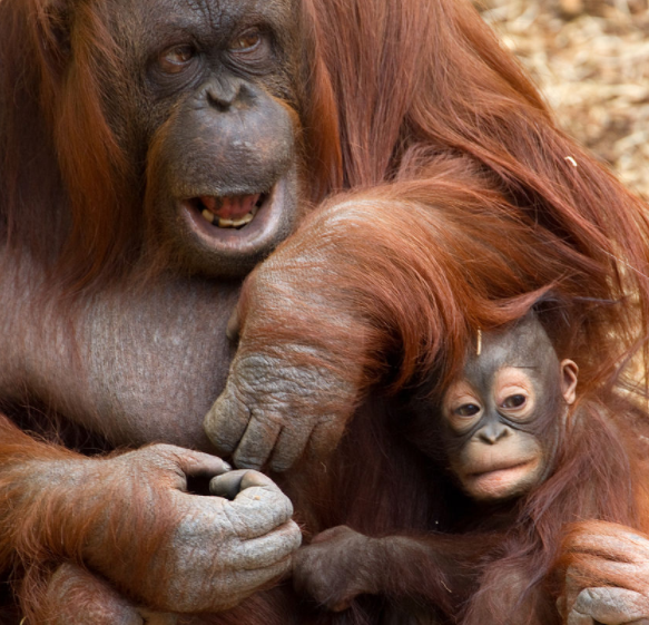 Hayvanlarda anne sevgisini gösteren 15 sıcak fotoğraf - Sayfa 4