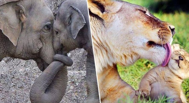 Hayvanlarda anne sevgisini gösteren 15 sıcak fotoğraf - Sayfa 1