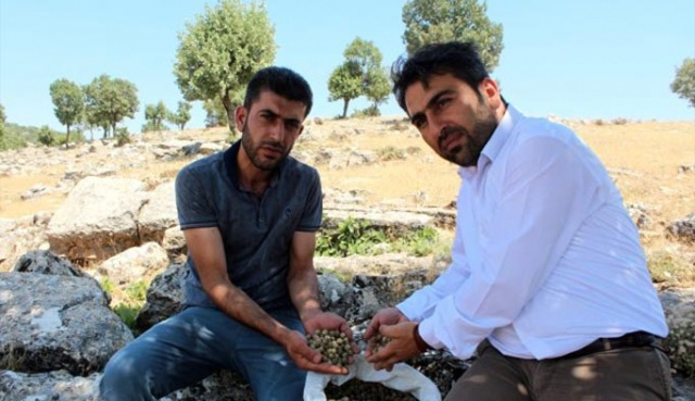 Köylüye gelir kapısı oldu - Sayfa 2
