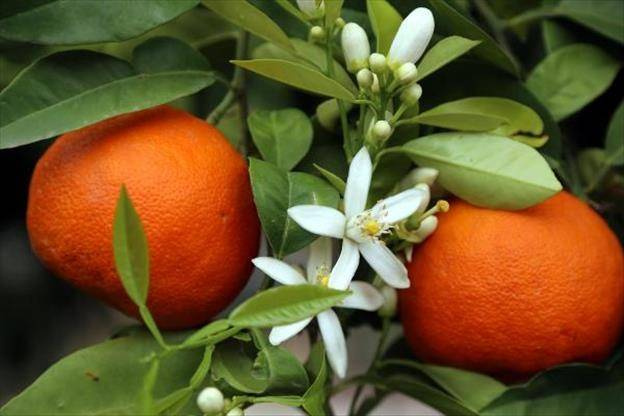 'ilkbahar Kokusu' Portakal Çiçekleri - Sayfa 3