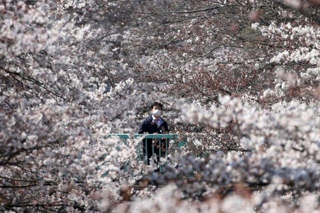 Tokyo’da sakura şöleni - Sayfa 7