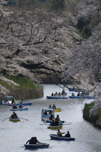 Tokyo’da sakura şöleni - Sayfa 8