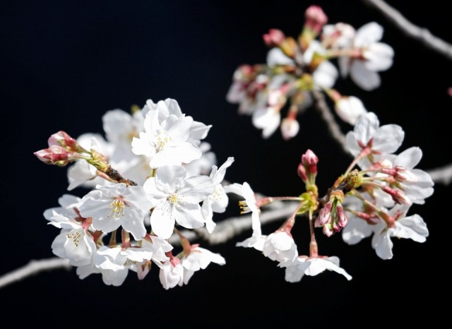 Tokyo’da sakura şöleni - Sayfa 9