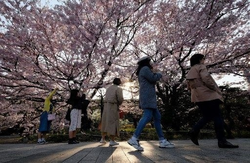 Tokyo’da sakura şöleni - Sayfa 11