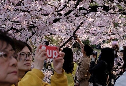 Tokyo’da sakura şöleni - Sayfa 10