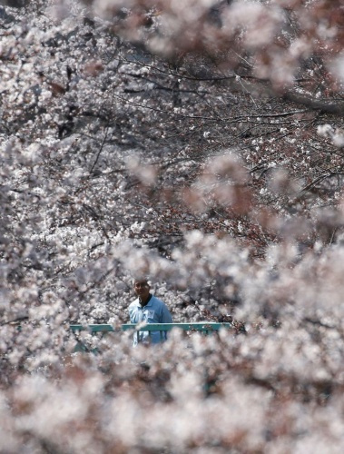 Tokyo’da sakura şöleni - Sayfa 5
