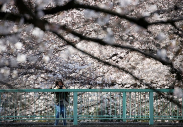 Tokyo’da sakura şöleni - Sayfa 12