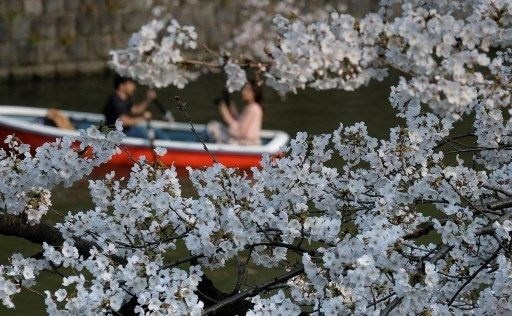 Tokyo’da sakura şöleni - Sayfa 6