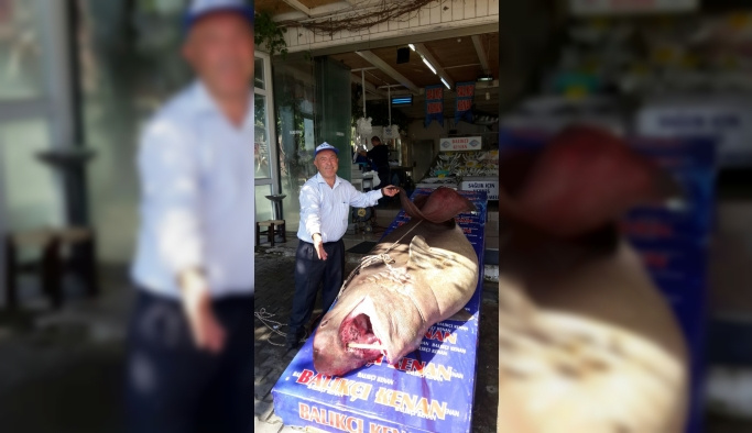 Marmara Denizi'nde 1,2 tonluk köpek balığı yakalandı