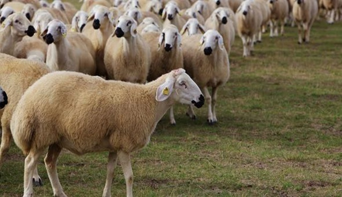 '300 koyun' için başvurular sona eriyor
